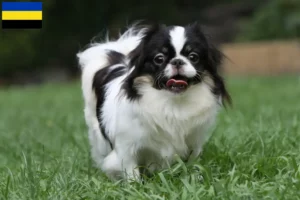 Lees meer over het artikel Japan Chin fokkers en pups in Gelderland