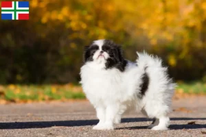 Lees meer over het artikel Japan Chin fokkers en pups in Groningen