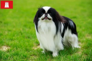 Lees meer over het artikel Japan Chin fokkers en pups in Hamburg