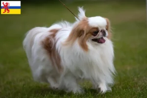Lees meer over het artikel Japan Chin fokkers en pups in Limburg