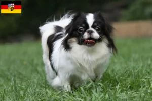 Lees meer over het artikel Japan Chin fokkers en pups in Saarland