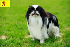 Lees meer over het artikel Japan Chin fokkers en pups in Zuid-Holland