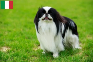 Lees meer over het artikel Japan Chin fokkers en puppy’s in Italië