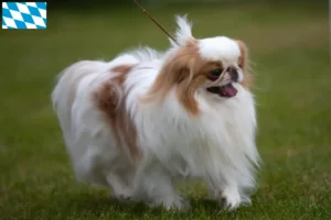 Lees meer over het artikel Japan Chin fokkers en puppies in Beieren