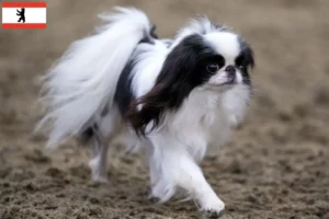 Lees meer over het artikel Japan Chin fokkers en puppy’s in Berlijn