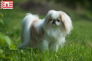 Lees meer over het artikel Japan Chin fokkers en pups in Bremen