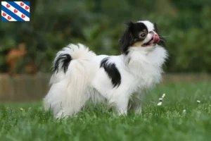 Lees meer over het artikel Japan Chin fokkers en pups in Friesland