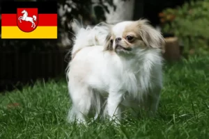 Lees meer over het artikel Japan Chin fokkers en pups in Nedersaksen