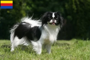 Lees meer over het artikel Japan Chin fokkers en pups in Noord-Holland