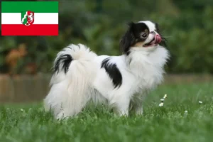 Lees meer over het artikel Japan Chin fokkers en pups in Noordrijn-Westfalen
