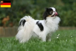 Lees meer over het artikel Japan Chin fokkers en pups in Rijnland-Palts