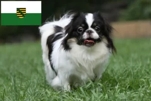 Lees meer over het artikel Japan Chin fokkers en pups in Saksen