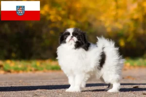 Lees meer over het artikel Japan Chin fokkers en pups in Thüringen