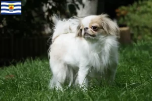 Lees meer over het artikel Japan Chin fokkers en pups in Zeeland