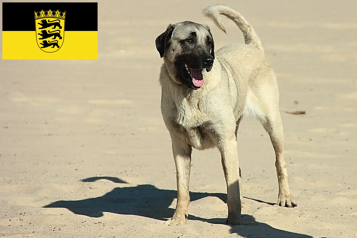 Lees meer over het artikel Kangal fokkers en pups in Baden-Württemberg