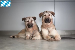 Lees meer over het artikel Kangal fokkers en puppies in Beieren