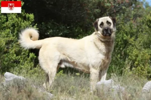 Lees meer over het artikel Kangal fokkers en pups in Brandenburg