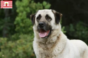Lees meer over het artikel Kangal fokkers en pups in Bremen