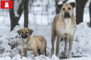 Lees meer over het artikel Kangal fokkers en pups in Hamburg