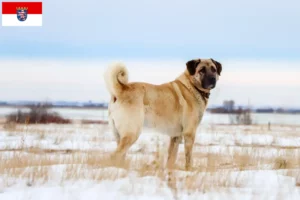 Lees meer over het artikel Kangal fokkers en pups in Hessen