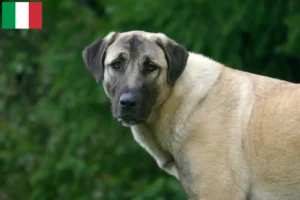 Lees meer over het artikel Kangal fokkers en puppies in Italië