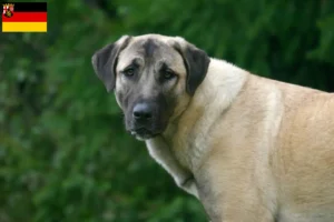 Lees meer over het artikel Kangal fokkers en pups in Rijnland-Palts