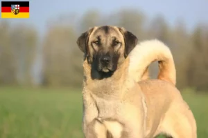 Lees meer over het artikel Kangal fokkers en pups in Saarland