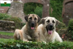 Lees meer over het artikel Kangal fokkers en pups in Saksen