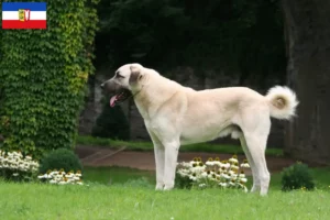 Lees meer over het artikel Kangal fokkers en pups in Sleeswijk-Holstein