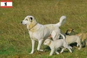 Lees meer over het artikel Kangal fokkers en puppies in Berlijn
