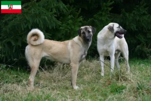 Lees meer over het artikel Kangal fokkers en pups in Noordrijn-Westfalen