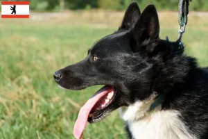 Lees meer over het artikel Karelische Beer Hondenfokker en Puppies in Berlijn