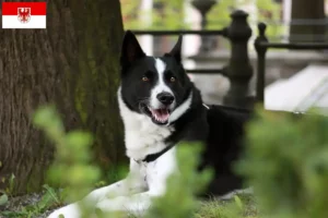 Lees meer over het artikel Karelische Berenhond fokkers en pups in Brandenburg