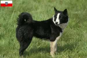 Lees meer over het artikel Karelische Berenhond fokkers en pups in Thüringen
