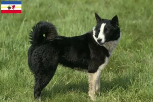 Lees meer over het artikel Karelische Berenhond fokkers en pups in Mecklenburg-Vorpommern