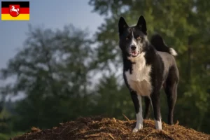 Lees meer over het artikel Karelische Berenhond fokkers en pups in Nedersaksen