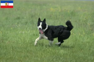 Lees meer over het artikel Karelische Berenhond fokkers en pups in Sleeswijk-Holstein