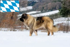 Lees meer over het artikel Kaukasische Herdershond Fokker en Puppies in Beieren