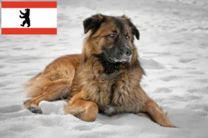 Lees meer over het artikel Kaukasische Herdershond Fokker en Puppies in Berlijn