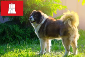 Lees meer over het artikel Kaukasische Herdershond Fokker en Puppies in Hamburg