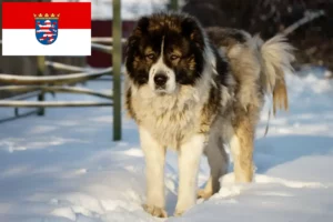 Lees meer over het artikel Kaukasische Herdershond Fokker en Puppies in Hessen