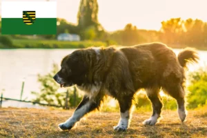 Lees meer over het artikel Kaukasische Herdershond Fokker en Puppies in Saksen