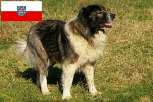 Lees meer over het artikel Kaukasische Herdershond Fokker en Puppies in Thüringen