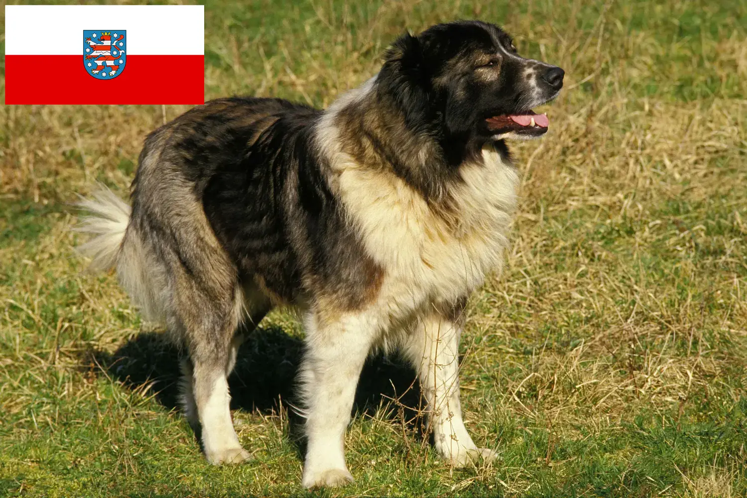 Kaukasische Herdershond Puppies en Fokker Thüringen Hier vind je fokkers van Kaukasische Herdershonden in Thüringen.