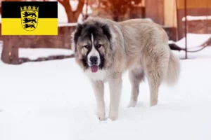 Lees meer over het artikel Kaukasische Herdershond Fokker en Puppies in Baden-Württemberg