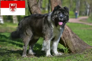 Lees meer over het artikel Kaukasische Herdershond Fokker en Puppies in Brandenburg