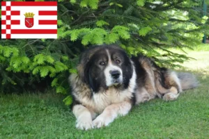 Lees meer over het artikel Kaukasische Herdershond Fokker en Puppies in Bremen
