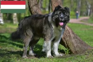 Lees meer over het artikel Kaukasische Herdershond Fokker en Puppies in Hongarije