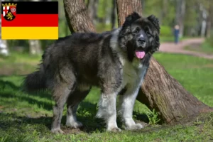 Lees meer over het artikel Kaukasische Herdershond Fokker en Puppies in Rijnland-Palts