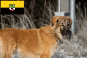 Lees meer over het artikel Kaukasische Herdershond Fokker en Puppies in Saksen-Anhalt
